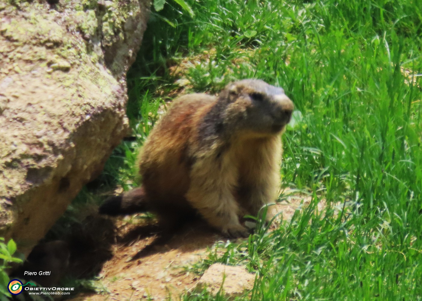 73 Marmotta sulla porta di casa....JPG